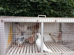 7 duiven, Dieren en Toebehoren, Ophalen, Zo goed als nieuw