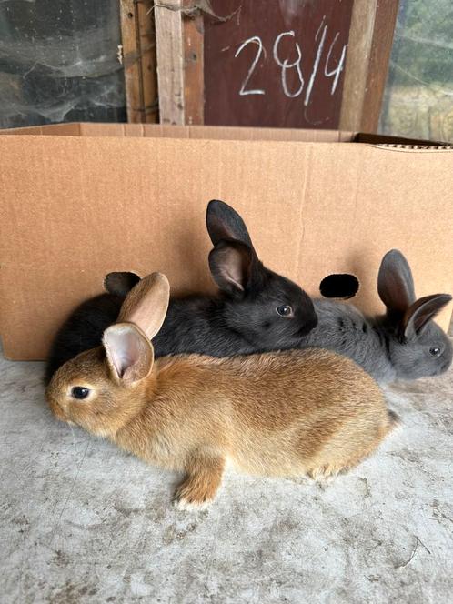 Jonge vleeskonijnen te koop 6 weken oud, Dieren en Toebehoren, Konijnen
