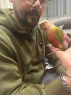 Pyrhura super tam zeer mooi van kleur, Dieren en Toebehoren, Tam