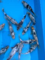 Shiro Utsuri Tosai 17-22cm, Dieren en Toebehoren, Karper of Koi