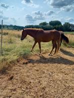 2 veulens van 2023 en een 3 jaarse merries, Animaux & Accessoires, Chevaux, Non dressé, Vermifugé, Jument, Moins de 160 cm