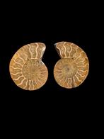 Mooie gezaagde ammoniet cleoniceras uit Madagascar 7,5 cm., Verzamelen, Ophalen of Verzenden, Fossiel