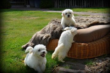 Maltezer pups beschikbaar voor biedingen