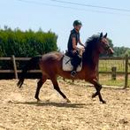13j zangersheide merrie, Dieren en Toebehoren, Paarden, Merrie, Springpaard, Gechipt, 160 tot 165 cm