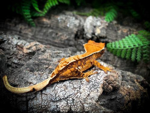 Prachtige fel oranje ongesexte wimper, Dieren en Toebehoren, Reptielen en Amfibieën