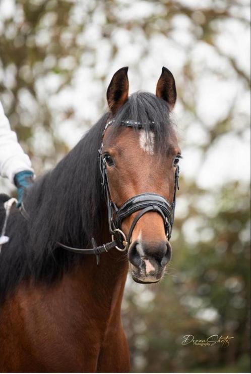 Halve stal gezocht, Dieren en Toebehoren, Paarden