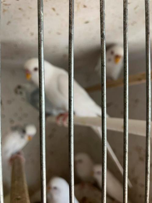 WITTE-GELE-BLAUWE GRASPARKIETEN NU 16 EURO/KOPPEL, Dieren en Toebehoren, Vogels | Parkieten en Papegaaien, Parkiet, Meerdere dieren