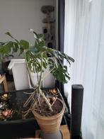 planten, Jardin & Terrasse, Plantes | Jardin, Enlèvement