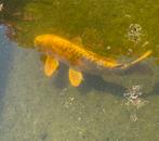 Koi, Dieren en Toebehoren