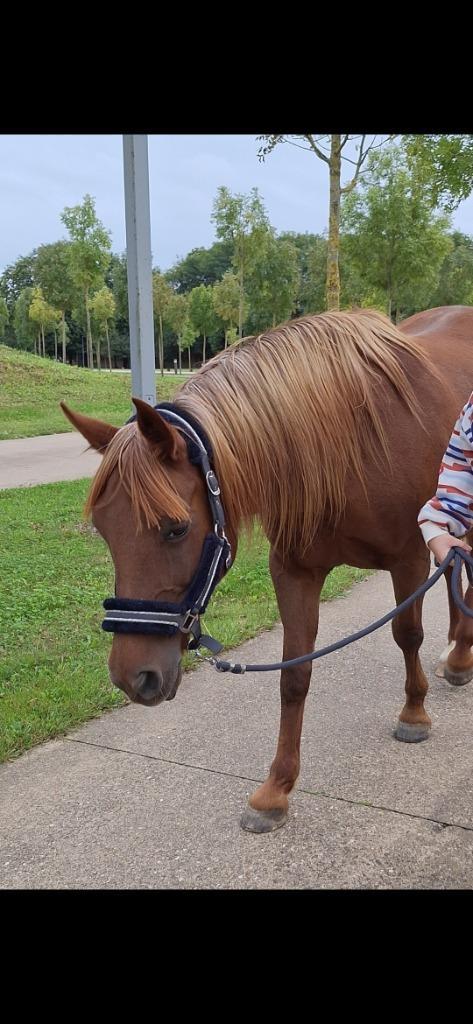 Merrie van 16 jaar te koop, Dieren en Toebehoren, Paarden, Merrie, Zadelmak, Minder dan 160 cm, 11 jaar of ouder, Recreatiepaard