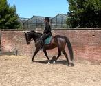 12 jarige dressuurmerrie met veel potentie, Dieren en Toebehoren, Paarden, Merrie, B, Dressuurpaard, 160 tot 165 cm