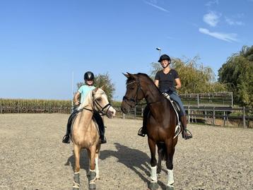 Dressuurstal/ training beschikbaar voor biedingen