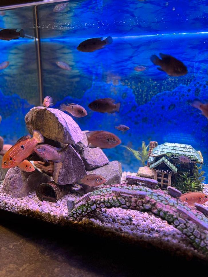 Hemichromis bimaculatus (vissen), Dieren en Toebehoren, Vissen | Aquariumvissen, Zoetwatervis, Vis