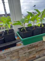 Plants de poivron, de chili, d'aubergine et de tomate, Annuelle, Plein soleil, Enlèvement, Plantes potagères