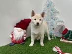 Shiba Inu pups, Dieren en Toebehoren, België, Overige rassen, 8 tot 15 weken, CDV (hondenziekte)