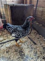 Jong haantje kriel wyandotte, Dieren en Toebehoren, Pluimvee, Mannelijk, Kip