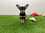 Kortharige Chihuahua pups, Dieren en Toebehoren, België, 8 tot 15 weken, Parvo, Meerdere