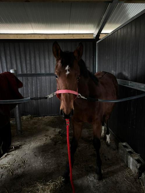 Jaarling hengst, Animaux & Accessoires, Chevaux & Poneys | Étalons & Juments poulinières, Étalon