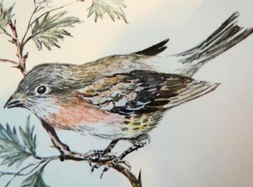 Mongoolse woestijnvink * tekening van een Vogel * beschikbaar voor biedingen