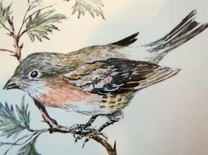 Mongoolse woestijnvink * tekening van een Vogel *, Antiek en Kunst, Kunst | Tekeningen en Fotografie, Ophalen