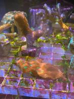 Koraal stekken reeftank, Animaux & Accessoires, Poissons | Poissons d'aquarium, Autres types, Poisson de mer