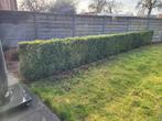 Buxushaag, Jardin & Terrasse, Plantes | Arbustes & Haies, Enlèvement, Buis, Haie, 100 à 250 cm