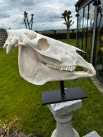 Taxdermie paarden schedel op statief, Antiek en Kunst, Ophalen