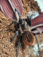 Tliltocatl vagans vrouwtje 2,5-3cm lichamlengte, Dieren en Toebehoren, Insecten en Spinnen