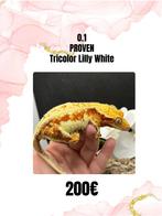 0.1 bewezen kweekdame, tricolor lilly white