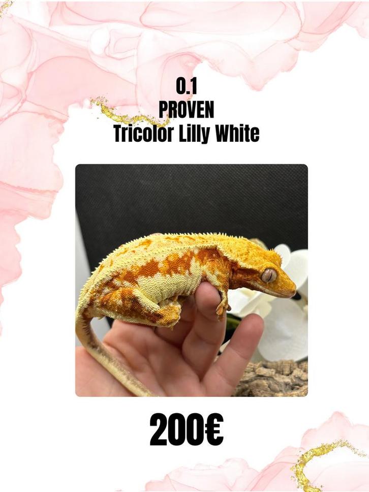 0.1 bewezen kweekdame, tricolor lilly white, Dieren en Toebehoren, Reptielen en Amfibieën