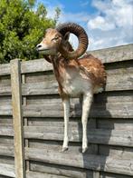 Oude taxidermie ram moeflon, Ophalen of Verzenden