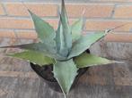 planten, Tuin en Terras, Overige soorten, Volle zon, Vaste plant, Ophalen of Verzenden