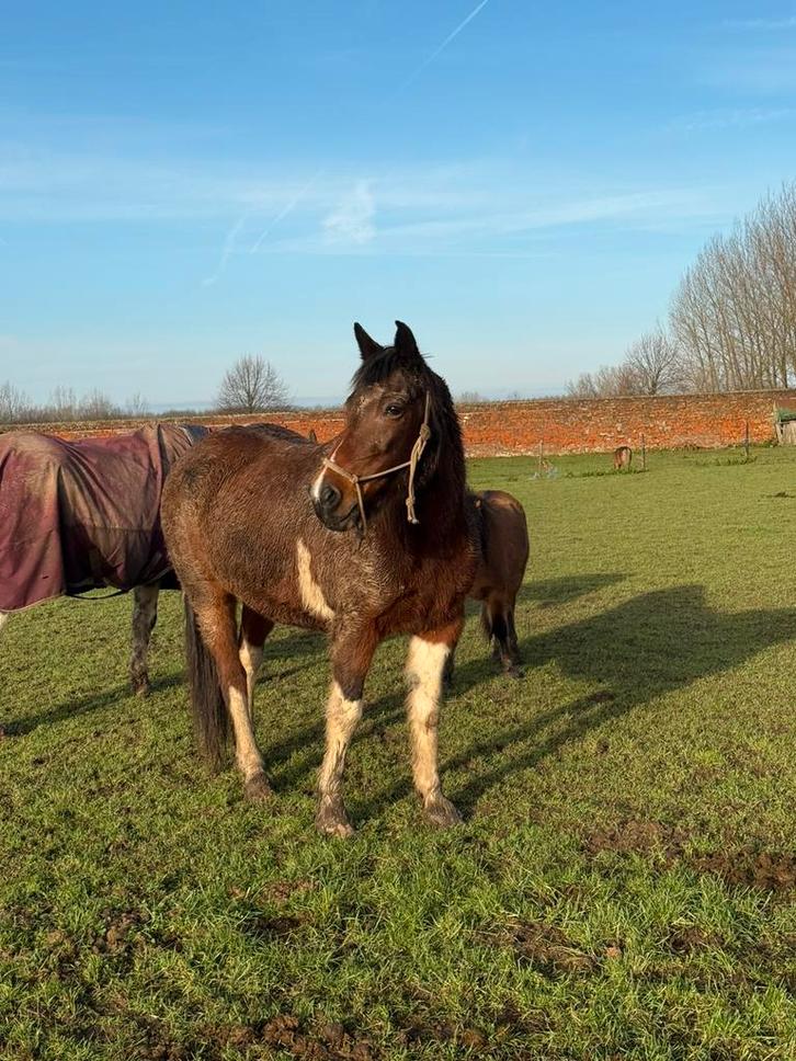 Paint merrie, Animaux & Accessoires, Chevaux, Jument