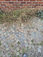Tweedehands granieten kasseien (kinderdkopkes), Tuin en Terras, Tegels en Klinkers, Ophalen, Gebruikt, Overige typen, Natuursteen