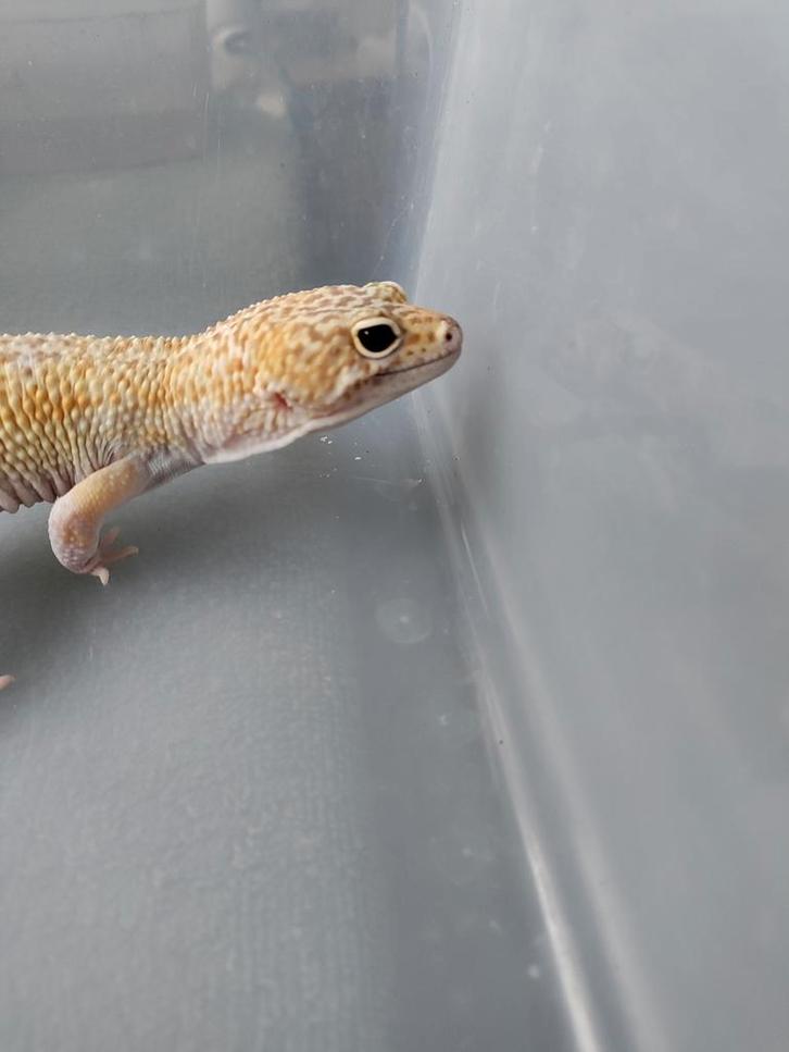 Prachtige luipaardgekko bewezen man 2021 Mack snow Raptor, Dieren en Toebehoren, Reptielen en Amfibieën