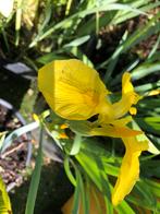 Waterplanten, Ophalen