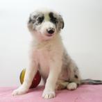 Border Collie - Belgische puppy's te koop, CDV (hondenziekte), Meerdere, 8 tot 15 weken, Meerdere dieren