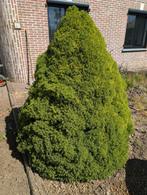 Pinus Mugus & Koreaanse Zilverspar, Tuin en Terras, Planten | Bomen, Ophalen of Verzenden