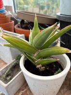 Dracaena hanningtonii Baker, Huis en Inrichting, Ophalen