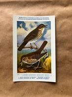 Vogels der Belgische Fauna Nr. 182 W + N Zanglijster, Ophalen of Verzenden, Ongelopen, Vogel