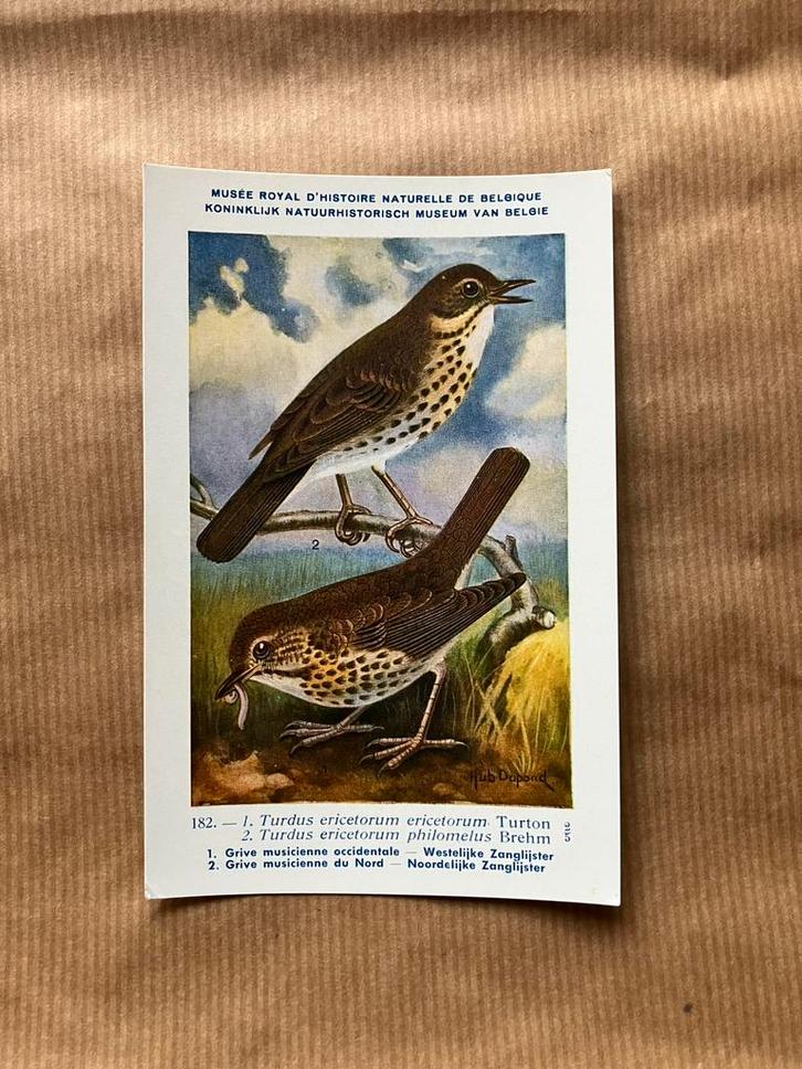 Vogels der Belgische Fauna Nr. 182 W + N Zanglijster, Verzamelen, Postkaarten | Dieren, Ongelopen, Vogel, Ophalen of Verzenden