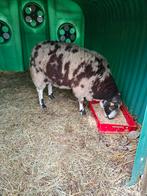 Bonte ram, Dieren en Toebehoren