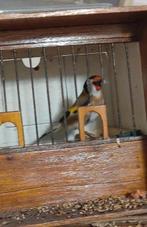 . Distelvink mannetje 60€, Dieren en Toebehoren