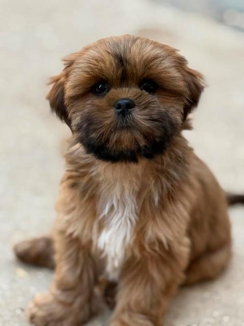 lhasa apso pupies, Dieren en Toebehoren, Honden | Chihuahua's en Gezelschapshonden, Meerdere dieren, Overige rassen, Fokker | Professioneel