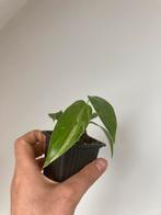 Verschillende philodendrons, Ophalen, In pot