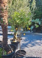 Citroenboom, Tuin en Terras, Ophalen of Verzenden
