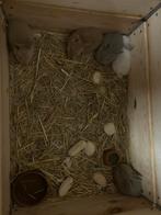 Dwergkonijnen, Dieren en Toebehoren, Dwerg, 0 tot 2 jaar