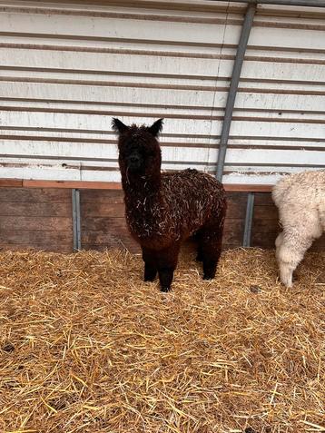 Alpaca hengst 2024 beschikbaar voor biedingen