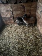 Mini Dwerggeitjes, Dieren en Toebehoren, Schapen, Geiten en Varkens