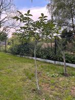 Okkernoot boom, Tuin en Terras, Planten | Bomen, Ophalen